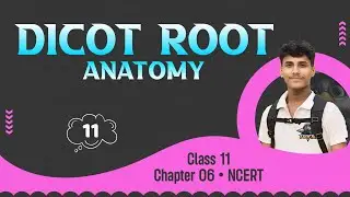 Secondary Growth In Dicot Root • Anatomy of Flowering Plant • Class 11 + NEET
