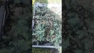 Как укоренялись мои  можжевельники. Успех😄