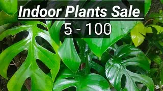 Plants for Sale || Rs.5 to Rs.100 plants || Green Planet||