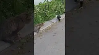 Чистая победа с одного взгляда!