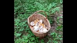 В жару грибы тоже растут! По грибы в дальний ельник.