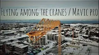 Flying among the cranes / Mavic pro