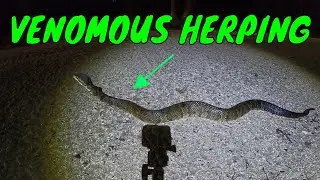 Looking for VENOMOUS Snakes at Night