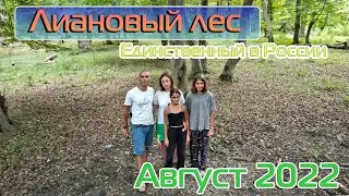 Дагестан: Лиановый лес (Самурский лес)