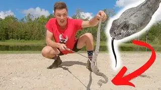 The Black-tailed Rattlesnake! (BEST PARENTS of any Snake?!)