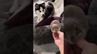 Poppy the Prairie dog & Penelope the Pomsky sharing Saturday snacks 🥰❤️