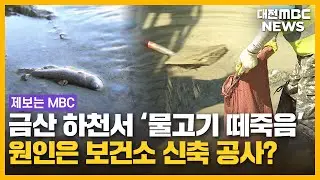 물고기 떼죽음..."원인은 새 보건소?"/대전MBC