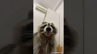 Коли включив фронталку 😂#shorts