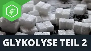 Glykolyse - Teil 2