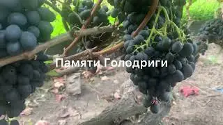 #ВиноградникЕлисеевых Памяти Голодриги и Ливадийский черный