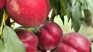 Новинка! Нектарин Ерлі Девіл. Nectarine Early Davil