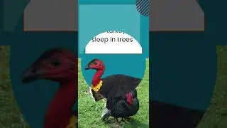 Turkeys fun facts #trending #viral #youtubeshorts