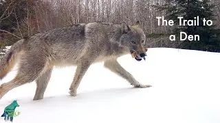 The trail to a wolf den
