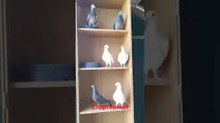 Спортивные голуби