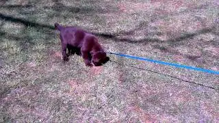 thor when he was around 9 weeks old