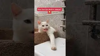 Кот говорящий рот. Как быстро выйти замуж?