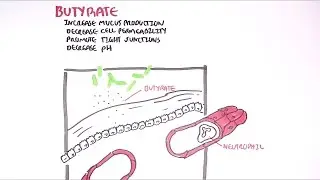 The Hungry Microbiome: What are the molecular effects of butyrate?