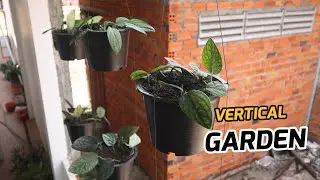 Growing Plant - The Best Way To Make Vertical Garden With Growing Monstera Siltepecana #E42