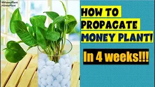 How to Propagate Money Plant in 4 Weeks! Grow Money Plant FAST! 🌱😃 |