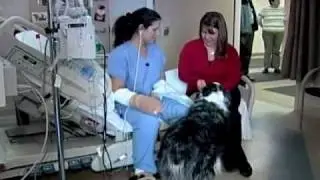 Sepsis Survival after Dog Bite
