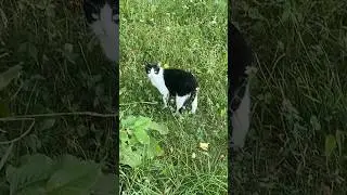 👉 КАК Я НАШЁЛ СВОЕГО КОТА 🐈