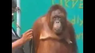 Смешные шоу животных