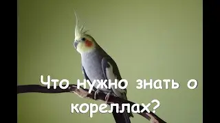What you need to know before buying a cockatiel