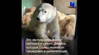 В Московском зоопарке белый медведь Диксон начал двигать лапами