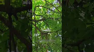 Зачем насекомые выделяют воду с деревьев? #китай #юмор #шортс #популярное