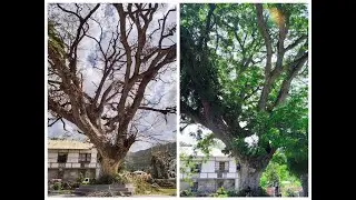 Devastation of a Supertyphoon