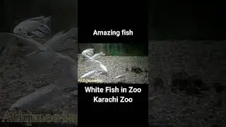 Beautifull Fish in Karachi Zoo | Amazing Short Videos of Fish