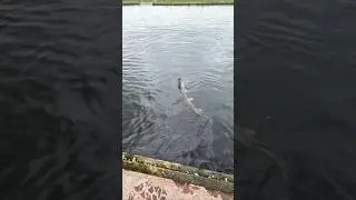ZEER MOOIE SNOEK GEVANGEN!