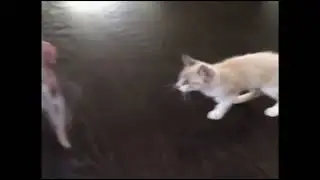 cat scared of its own picture #Shorts