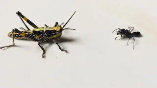 Russian Grass-Hopper Vs. Bullet Ant | WildLife.