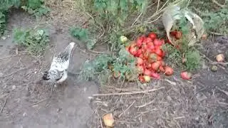 черная _ черная роса уничтожила все помидоры!