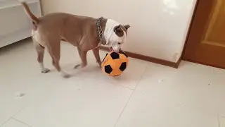 Стафф убийца и игрушка)