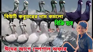 ঈদের আগেই স্পেশাল অফার বিউটি কবুতর দাম কম বিক্রি হবে কবুতর ড্যানিশ ফেন্সি কবুতর হাবিবের কিনুন