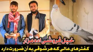کفترهای عالی با قيمت ارزان و صد در صد جور آمد|عجله کنید | Afghani Precious Pigeons For sale|Assmyee