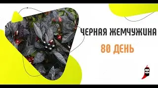 Острый перец Чёрная жемчужина 80 день