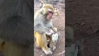 #monkeys #monkey #monkeybaby #monkeycute #monkeyface #monkeylove #monkeyfunny #funny #gozila