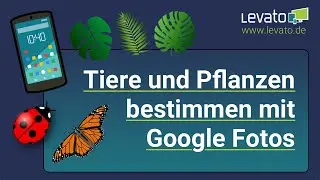 Levato.de | Tiere und Pflanzen bestimmen mit Google Fotos / Android und iPhone