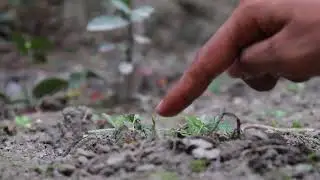 Shameplant- Mimosa Pudica- Super Touch Responsive plant