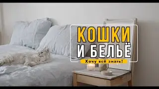 Узнайте, почему кошки прыгают на груды чистого белья или забытые свитера.
