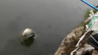 MARUKYU  Tilapia fishing   LA fishing