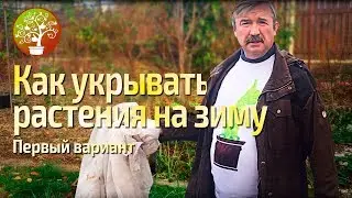 Как укрывать растения на зиму.  Первый вариант.