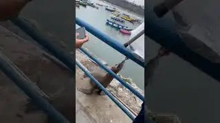 Tour en la Hermosa Lima Pt2. #foryou #reel #viral #peru #lima #tour #republicadominicana #fun #sea