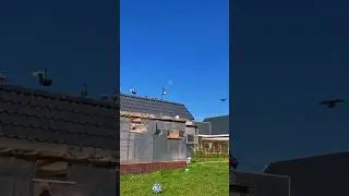 In top condition #homingpigeon #shorts #short #shortvideo #subscribe #racingpigeons