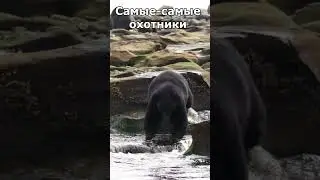 Самые самые охотники :) Shorts #животные #animals #смешное_видео