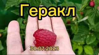 Рем. малина на севере Санкт-Петербурга.