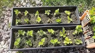 Удивительная жизнеспособность сеянцев Пузыреплодников.